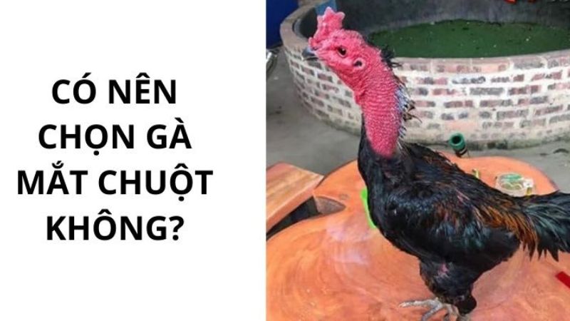 Gà Mắt Chuột - Lý Giải Tại Sao Các Sư Kê Không Ưa Chuộng? 