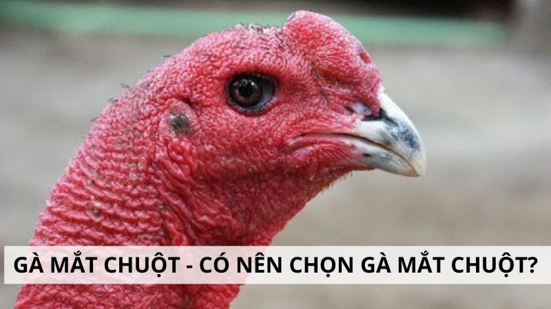 Chọn gà đá mắt chuột có nên hay không?