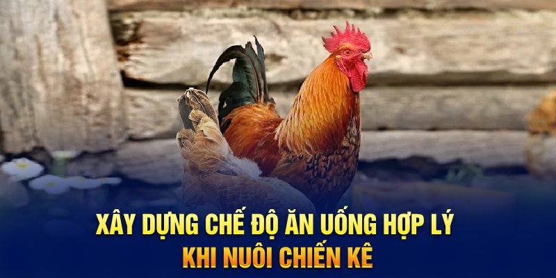 Xây dựng chế độ ăn uống hợp lý khi nuôi chiến kê